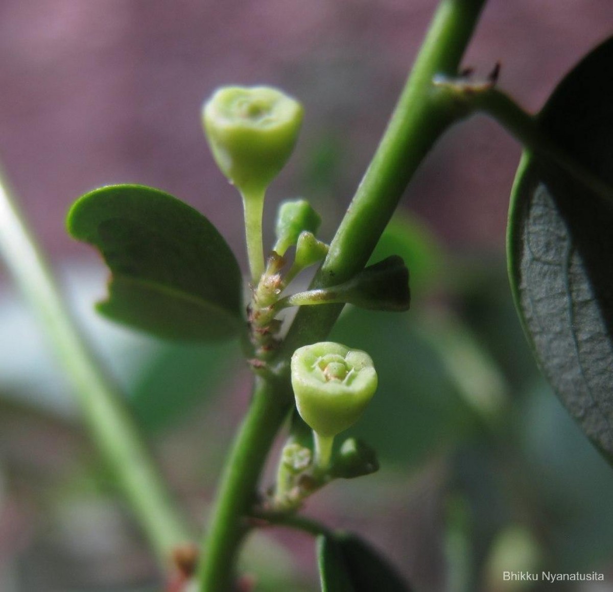 Breynia vitis-idaea (Burm.f.) C.E.C.Fisch.